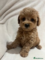 Maltipoo dogs Gorgeous Malshipoo - Advert 4