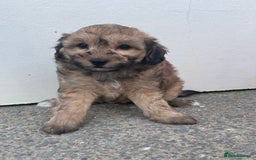 Cavapoochon dogs for sale: Beautiful Cavapoochon puppies for sale  - Image 4