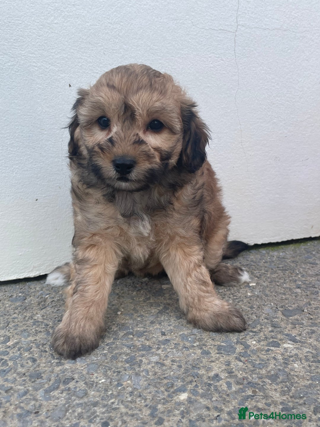 Cavapoochon dogs for sale: Beautiful Cavapoochon puppies for sale  - Image 4