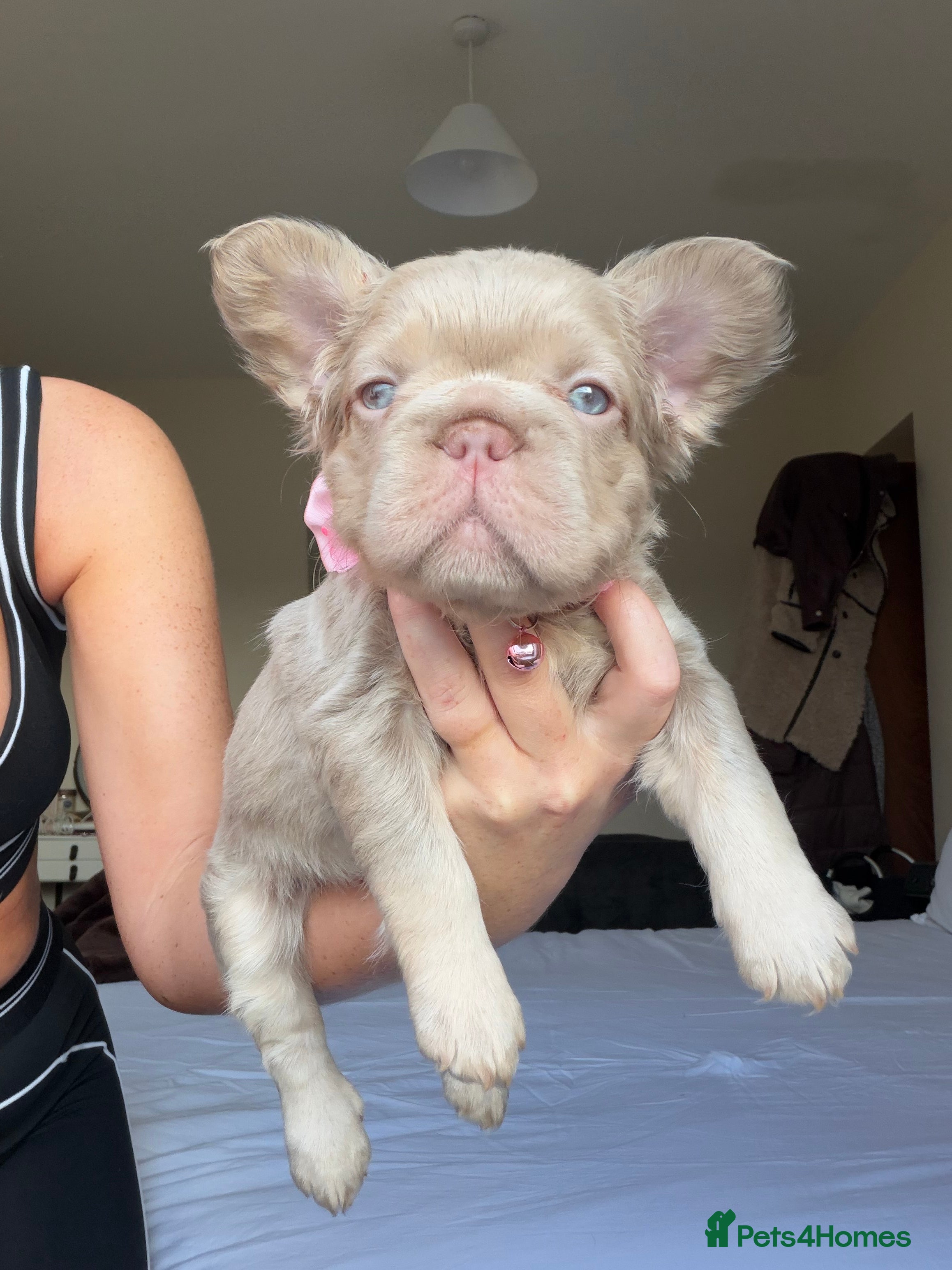 French Bulldog dogs French bulldog  - Advert 6