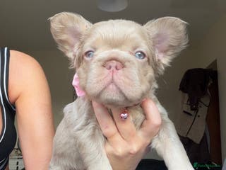 French Bulldog dogs French bulldog - Advert 15