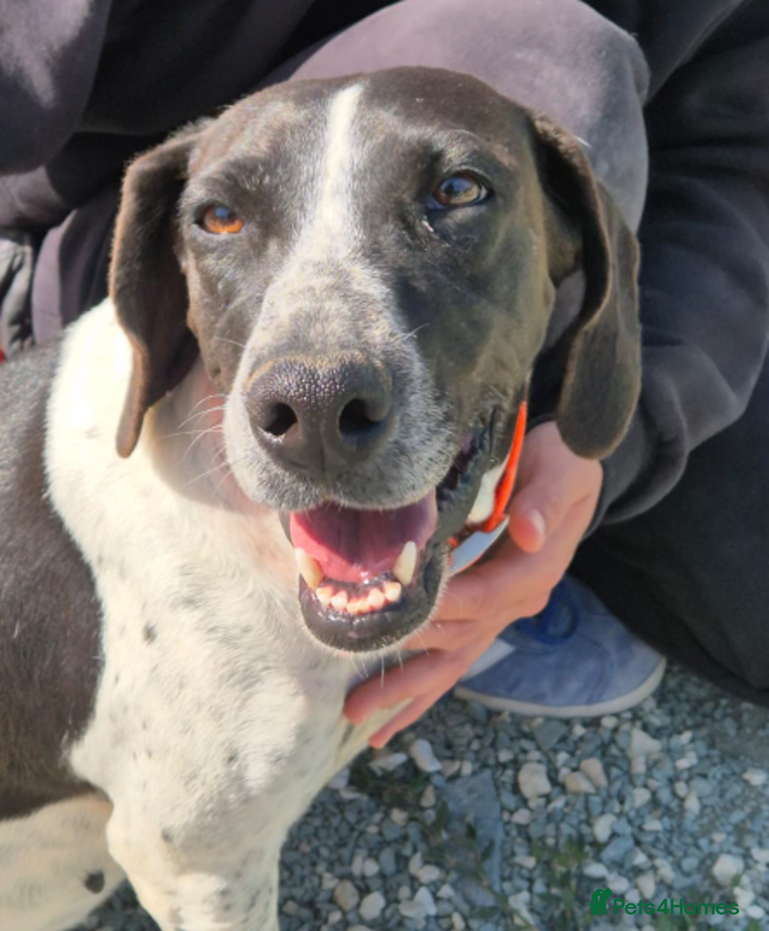 Pointer dogs for adoption: Hera- your new best friend <3 - Advert 4