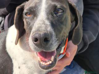 Pointer dogs Hera- your new best friend <3 - Advert 6