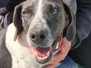 Pointer dogs Hera- your new best friend <3 - Advert 1