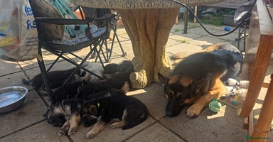 German Shepherd dogs - Advert 7