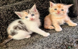 Maine Coon cats for sale: Maine coon  - Image 9