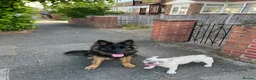German Shepherd dogs for sale: Looking for new house - Advert 6