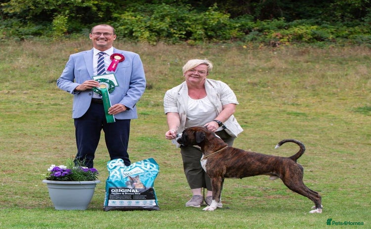 Boxer dogs - Advert 4
