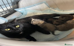 Mixed Breed cats for sale: 1 male still available  in Witney - Image 10