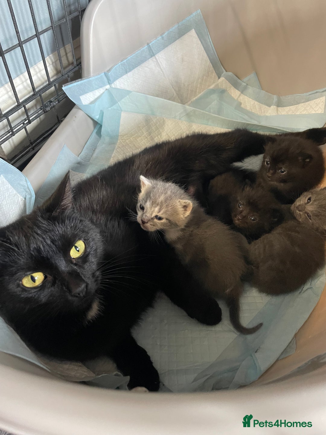 Mixed Breed cats for sale: 1 male still available  in Witney - Image 10