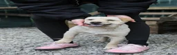 Mixed Breed dogs for adoption: ❤️🐶 LAIMA – TOO SMART AND WELL BALANCED in Burton-on-Trent - Advert 18