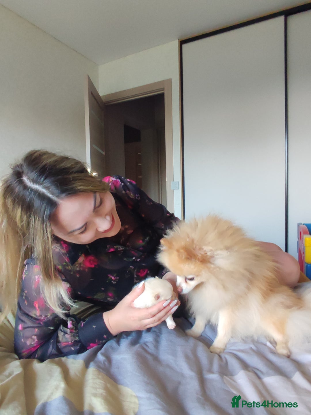 Pomeranian dogs for sale: Pomeranian boy for sale  - Image 7