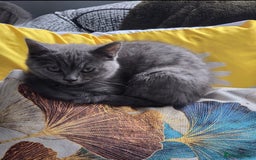 Mixed Breed cats for sale: Blue kitten - Image 4