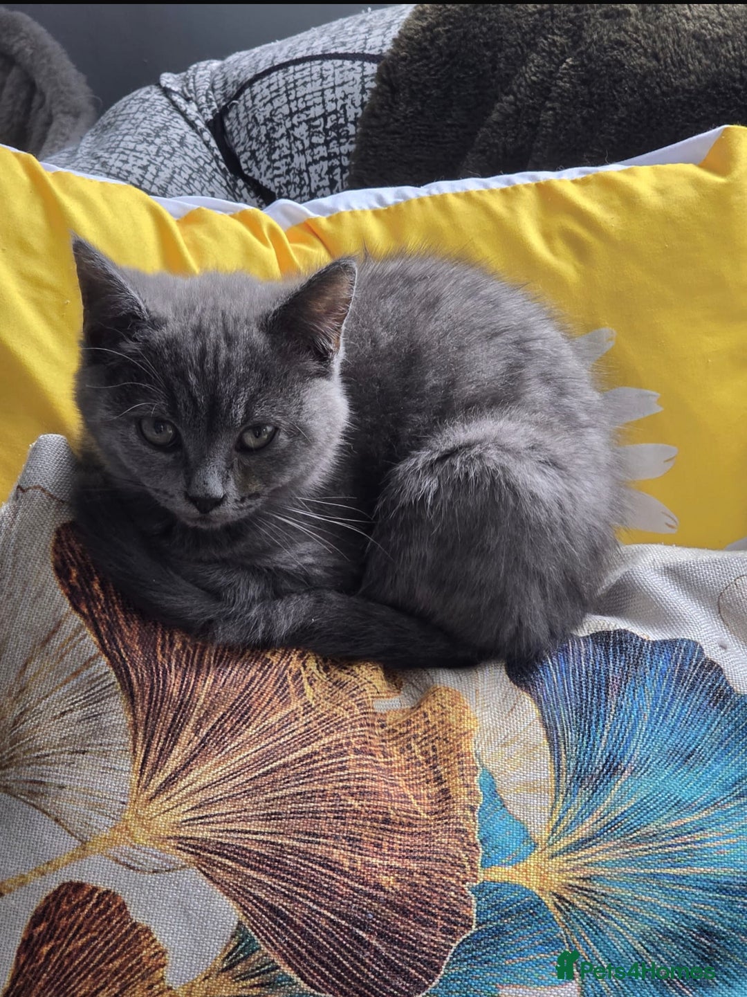 Mixed Breed cats for sale: Blue kitten - Image 4