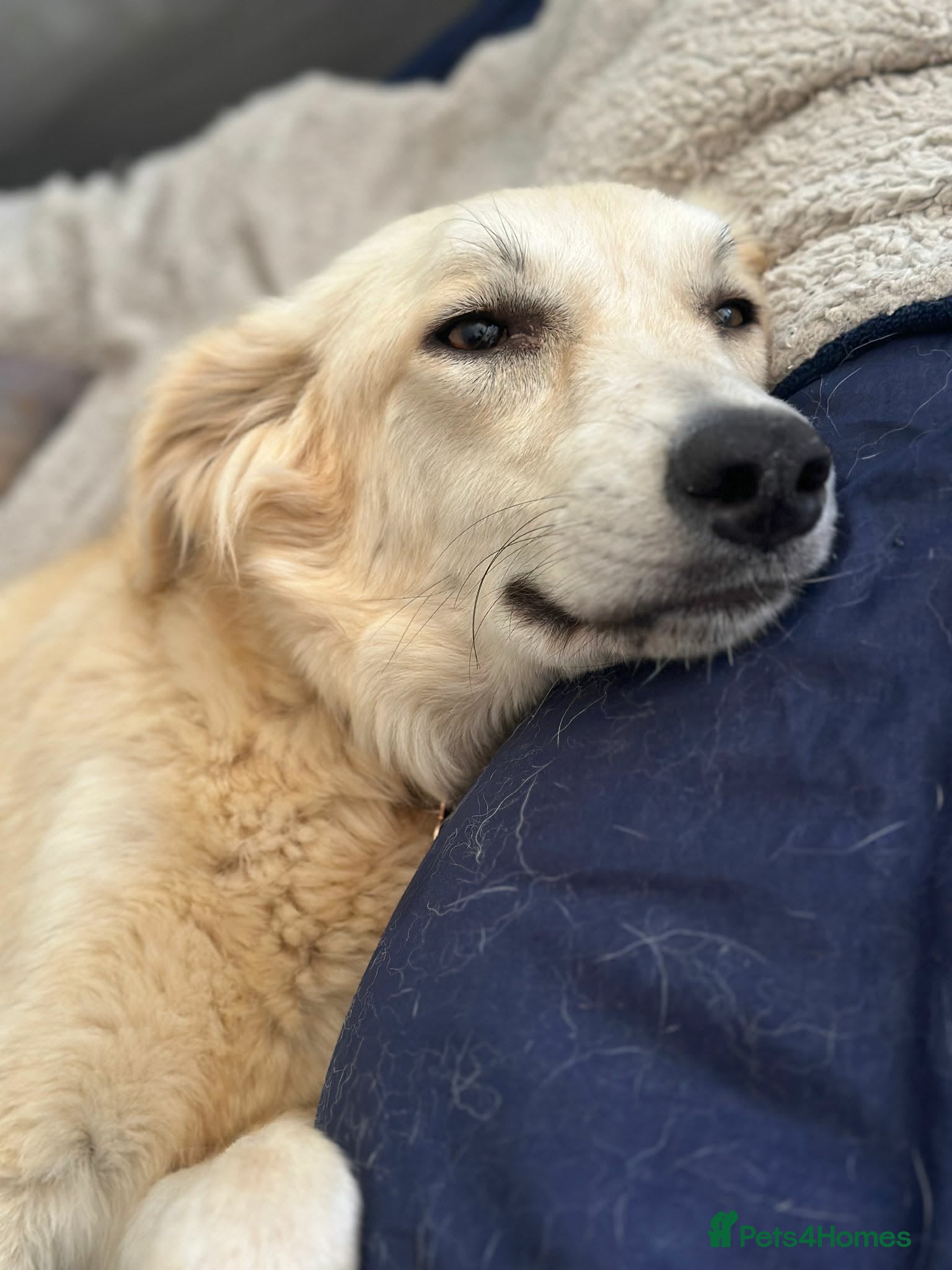 Mixed Breed dogs for adoption: Alaska wants the best home  in Crewe - Advert 1