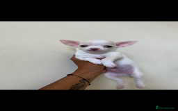 Chihuahua dogs for sale: ❤️Health tested tiny Chihuahua puppies❤️ - Image 8