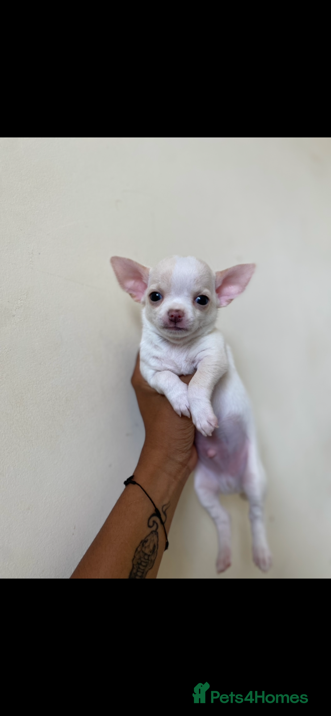 Chihuahua dogs for sale: ❤️Health tested tiny Chihuahua puppies❤️ - Image 8