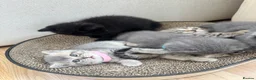 British Shorthair cats for sale: British shorthair / scottish fold kittens - Advert 6