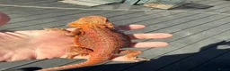 Bearded Dragon reptiles for sale: Bearded dragon juvenile female  - Advert 5