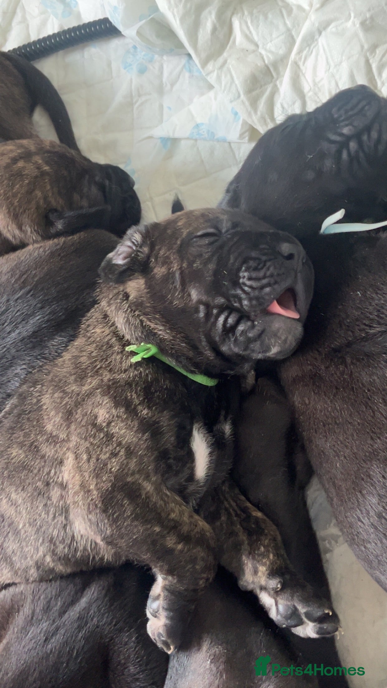 Presa Canario dogs Beautiful pedigree Presa Canario puppies  - Advert 1