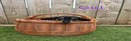 Miniature Dachshund dogs for sale: Adorable Miniature Dachshund Puppies for Sale - Advert 11