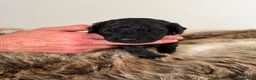 Mixed Breed dogs for sale: Toy x Miniature Poodle Puppies  - Advert 9