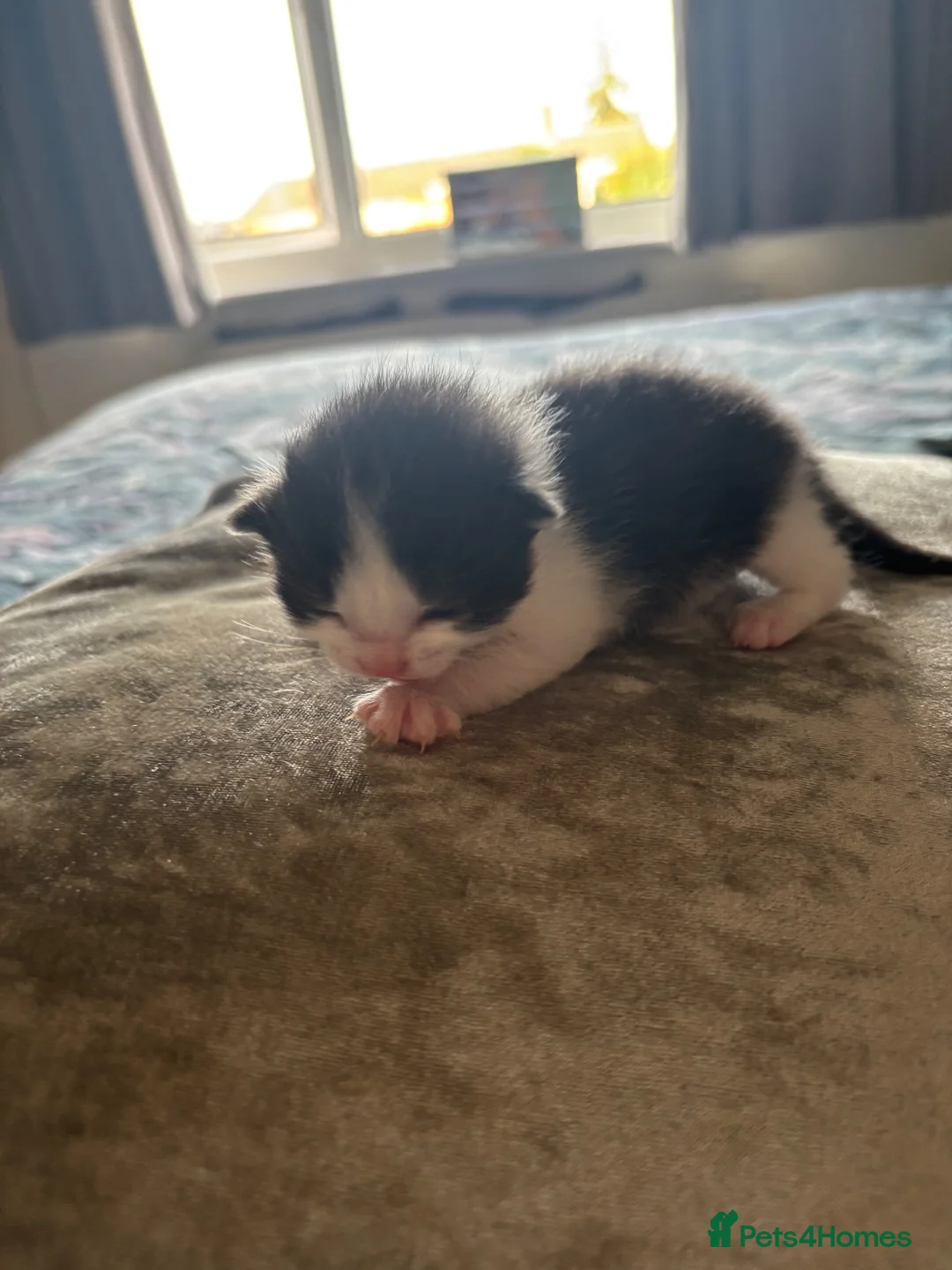 Mixed Breed cats for sale: Gorgeous black and white kittens for sale in Bury Saint Edmunds - Advert 7