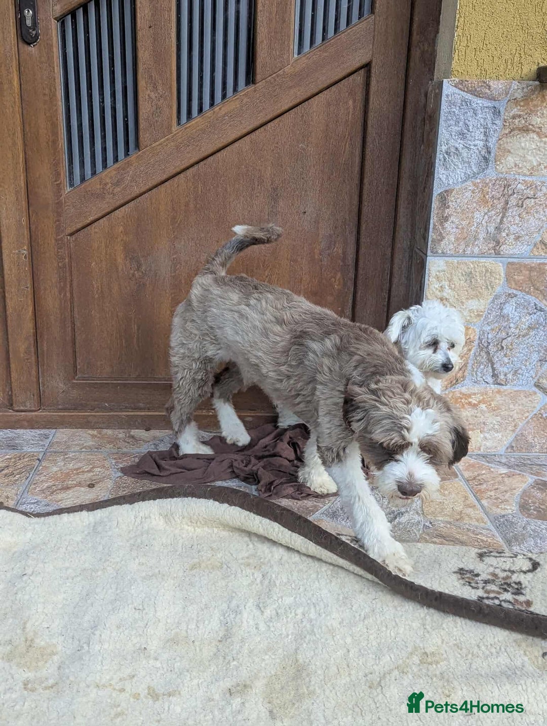 Mixed Breed dogs for adoption: August is looking for a home - Image 3