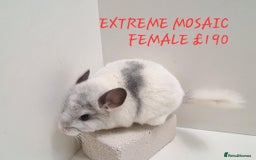 Chinchilla rodents for sale: STUNNING BABIES CHINCHILLA MIX COLOURS AND GENDER  - Image 1