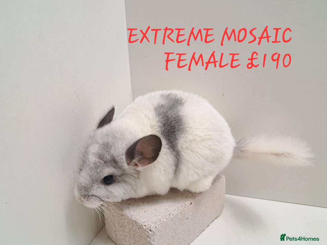 Chinchilla rodents for sale: STUNNING BABIES CHINCHILLA MIX COLOURS AND GENDER  - Image 1