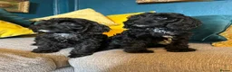 Cockapoo dogs for sale: REDUCED Cockapoo puppies health tested parents   - Advert 12