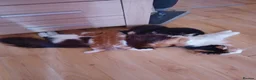 Mixed Breed cats for sale: 4 kittens - Advert 5
