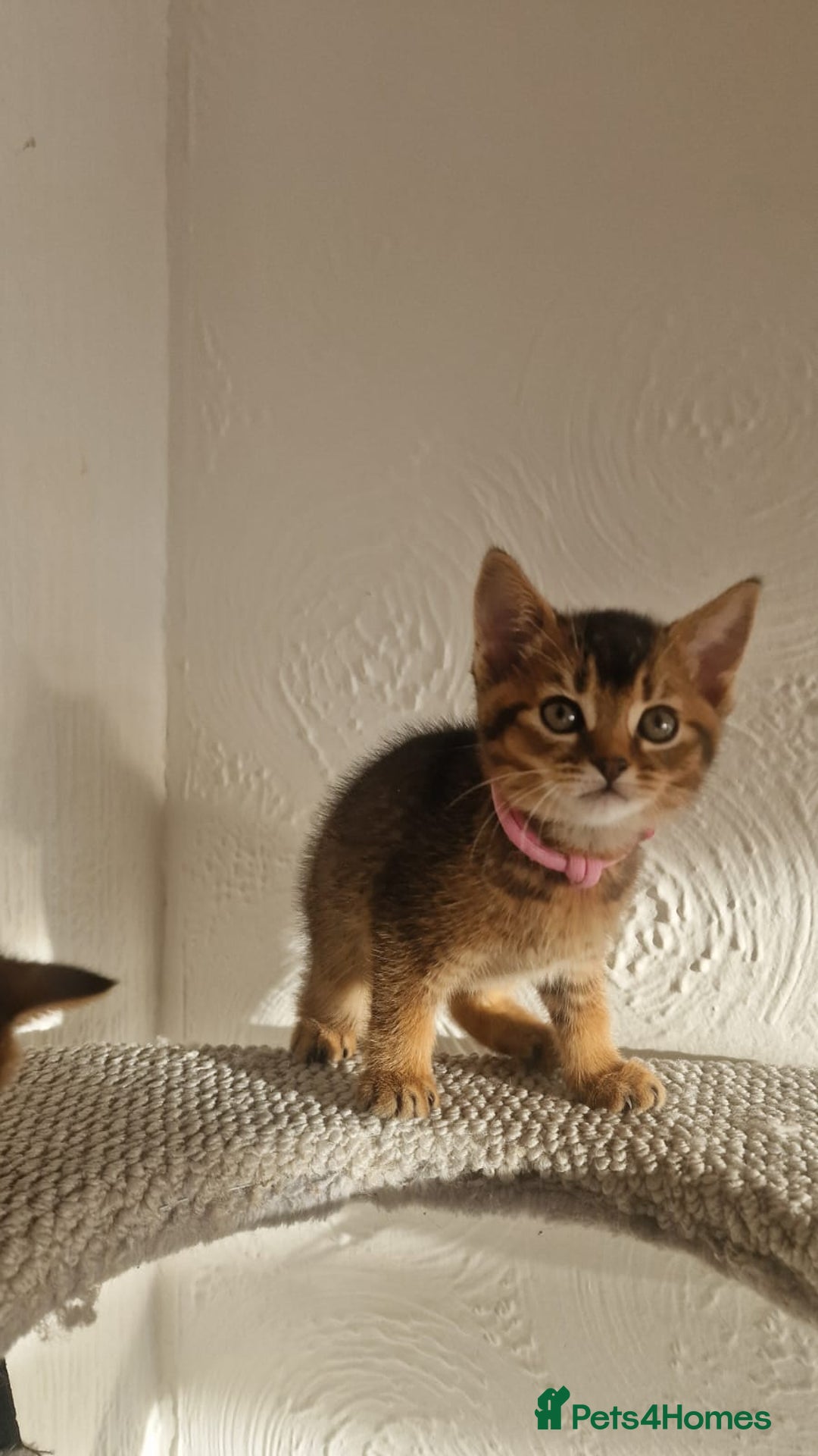 Abyssinian cats for sale: Abyssinian Cross British Blue - Advert 13