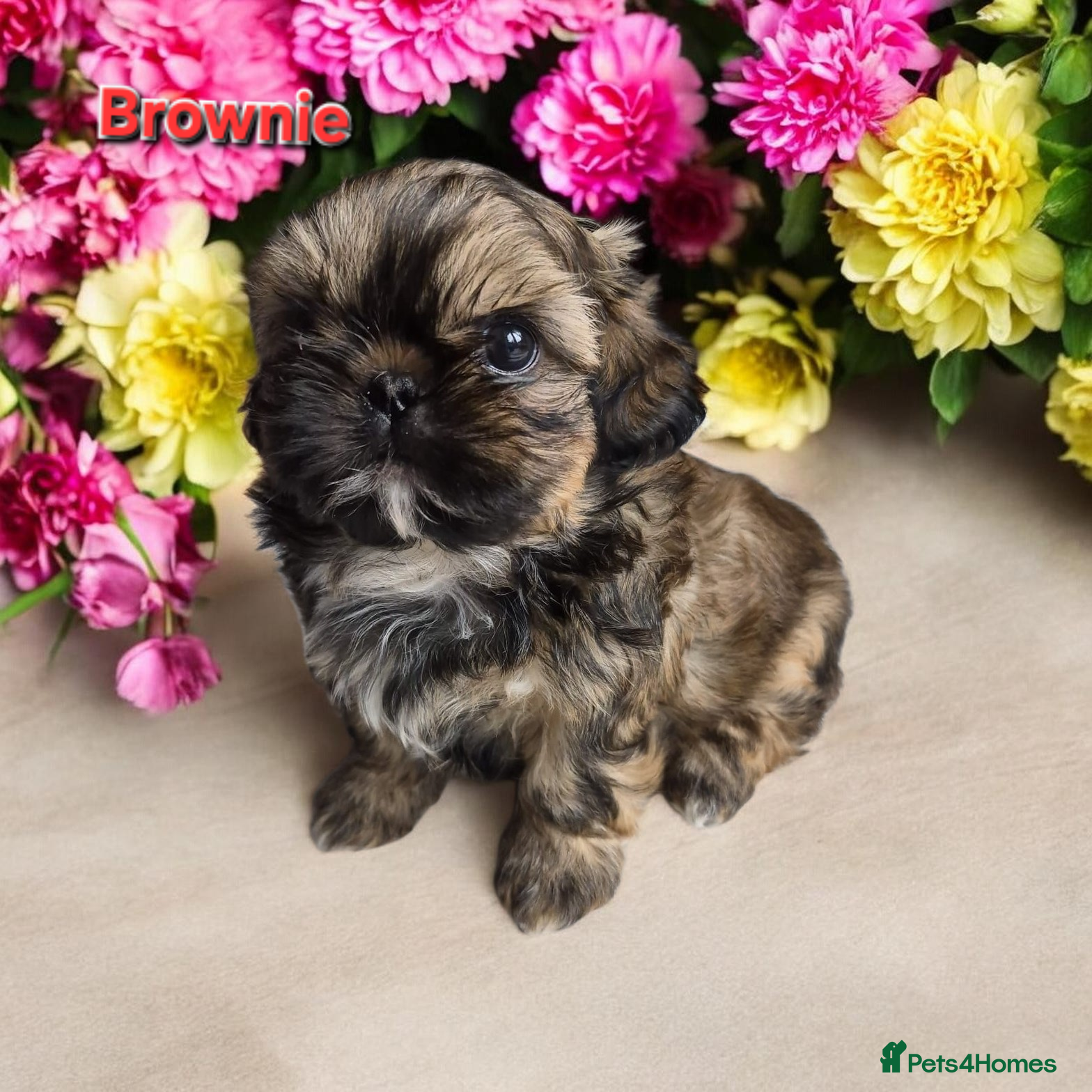 Shih Tzu dogs Beautiful Imperial Shih Tzus  - Advert 11