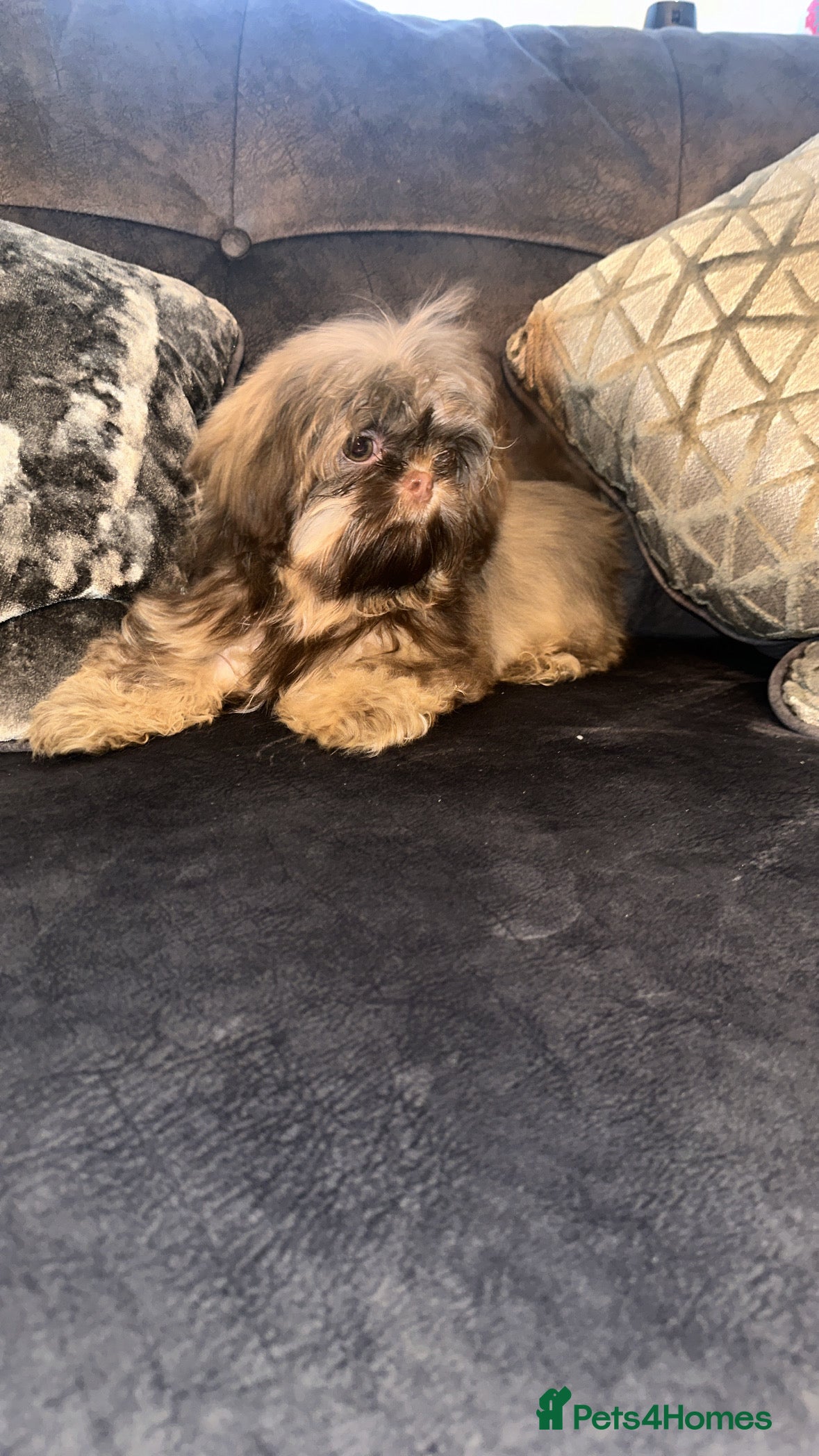 Shih Tzu dogs DOBY AND BLUE BOY AVAILABLE - Advert 17