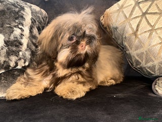 Shih Tzu dogs DOBY AND BLUE BOY AVAILABLE - Advert 14
