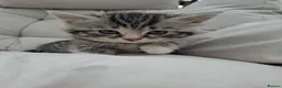 British Shorthair cats for sale: Fluffy Tigers (Last Two) - Advert 14