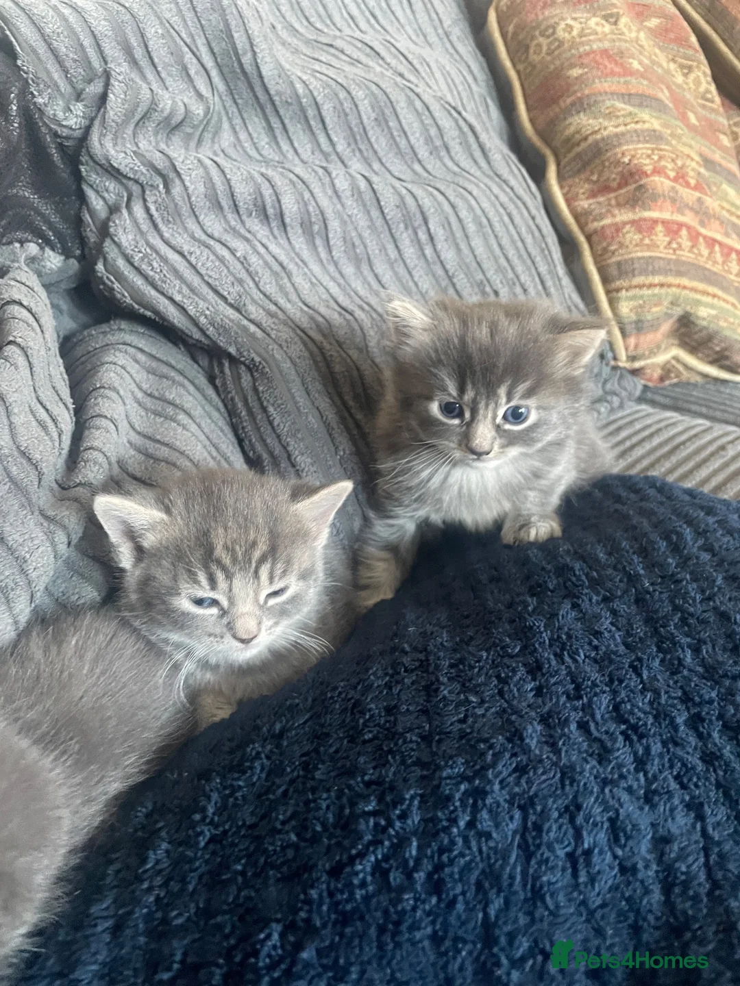 Mixed Breed cats for sale: Gorgeous Russian blue x mainecoone kittens - Advert 2