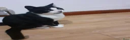 Mixed Breed cats for sale: Lovely neutered Tuxedo Boy - Advert 1