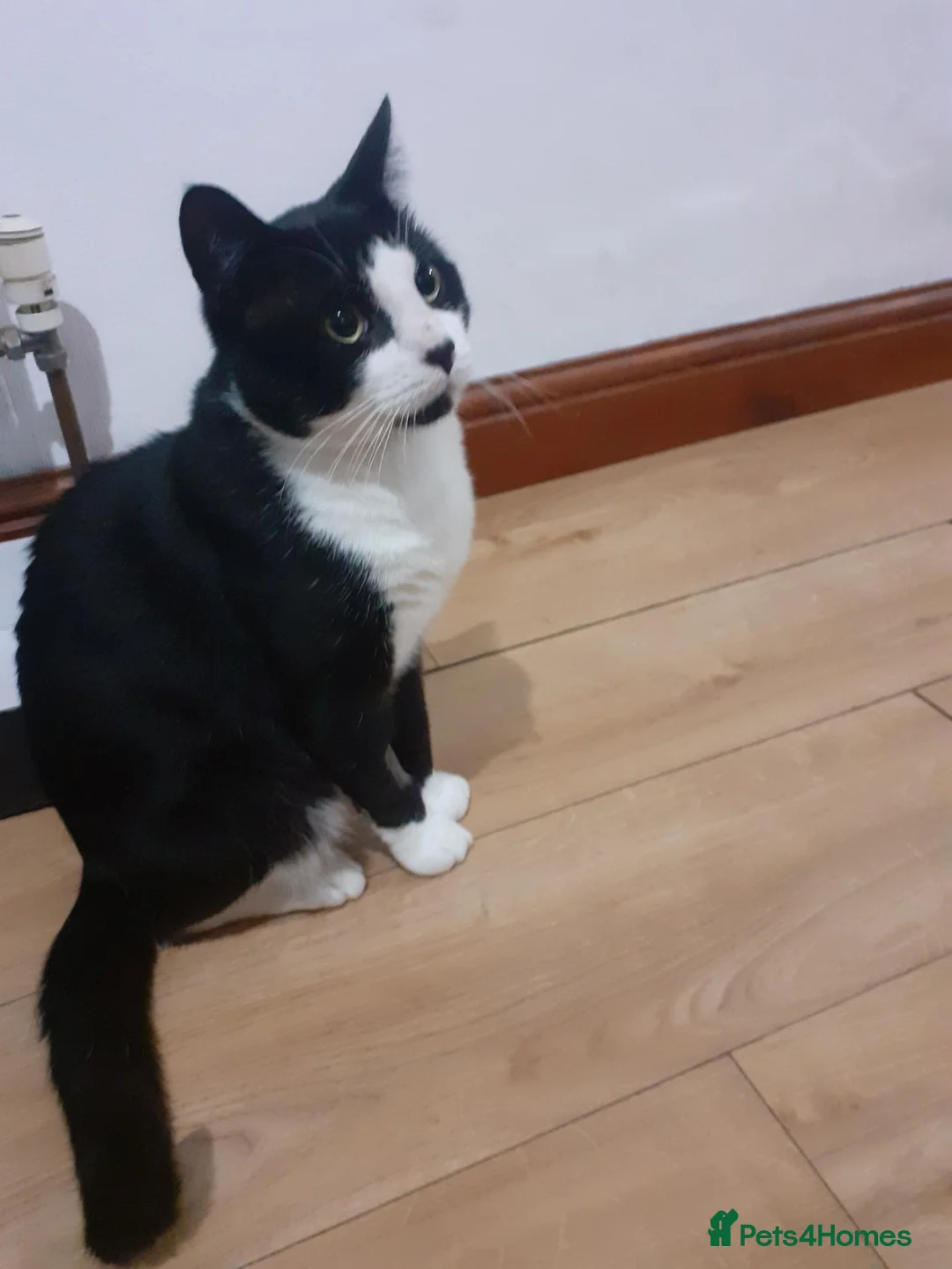 Mixed Breed cats for sale: Lovely neutered Tuxedo Boy - Advert 1