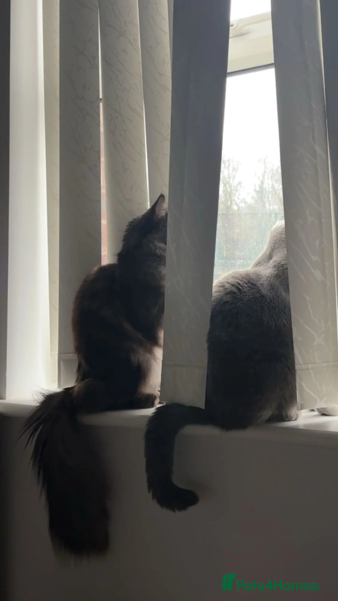 Maine Coon cats for sale: 🐾 Beautiful Black Maine Coon–Type Female🖤 - Advert 2