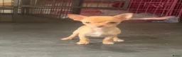 Chihuahua dogs for sale: Last chihuahua puppy REDUCED  - Advert 8