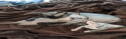 Sphynx cats for sale: Super beautiful Sphynx kittens  - Advert 4