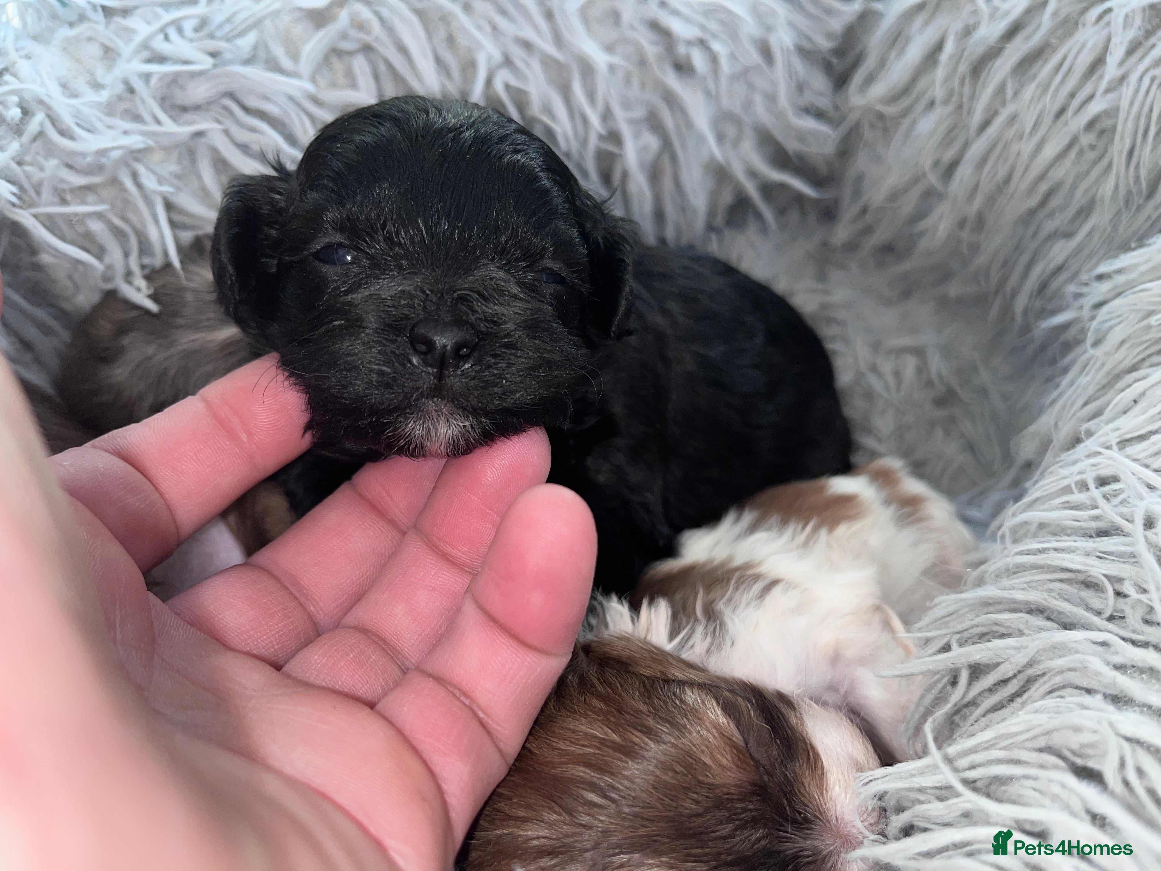 Shihpoo dogs Beautiful Toy Shihpoo girl  - Advert 9