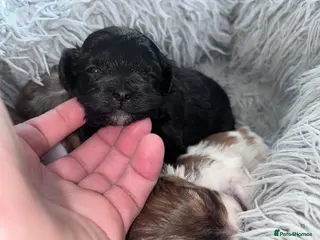 Shihpoo dogs Beautiful Toy Shihpoo girl - Advert 9