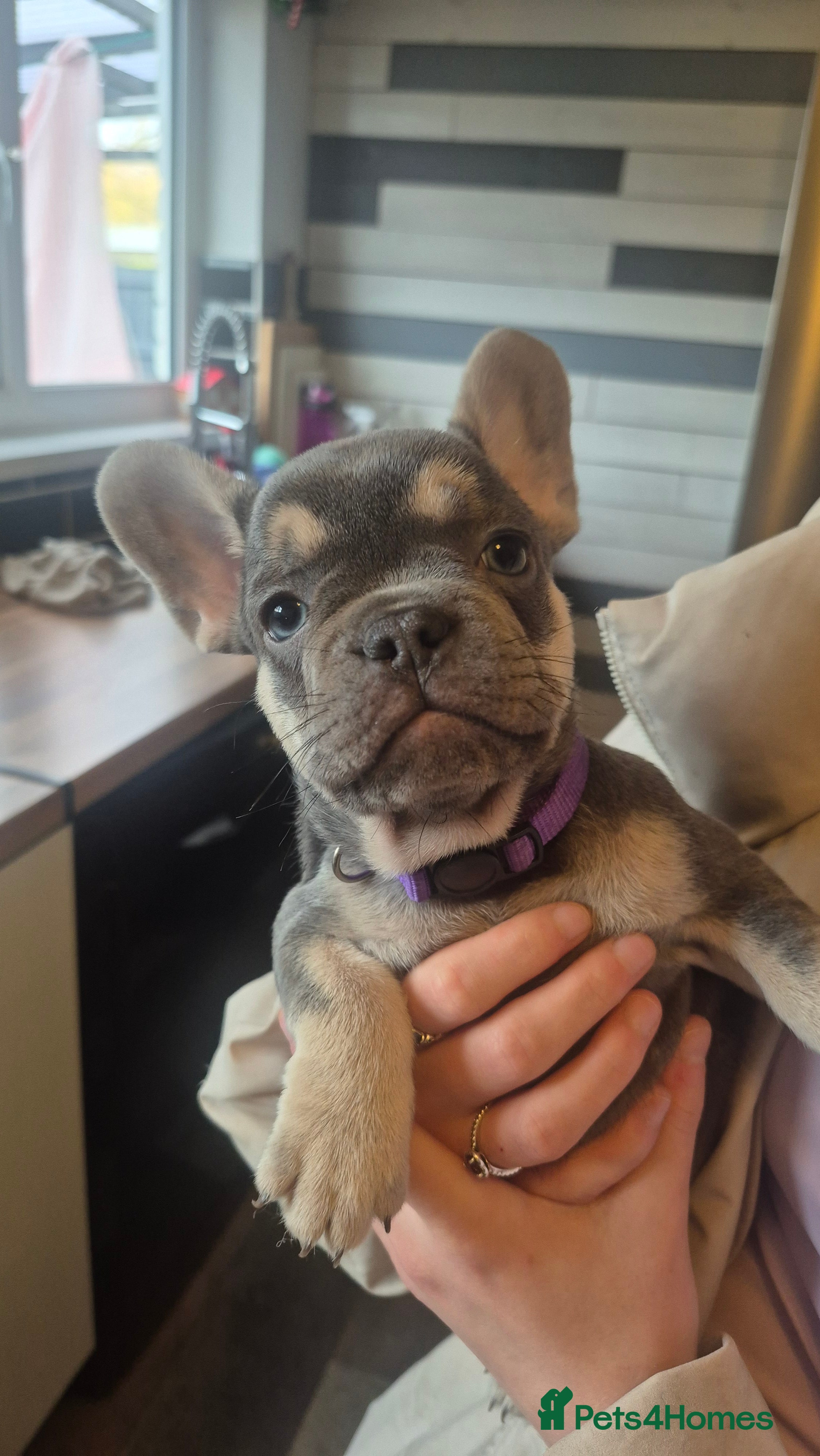 French Bulldog dogs Ready 16th  - Advert 11