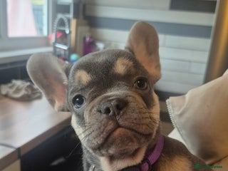 French Bulldog dogs Ready 16th - Advert 5