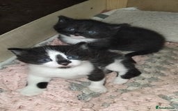 British Shorthair cats for sale: 2 male kittens FREE to Good homes only - Image 1