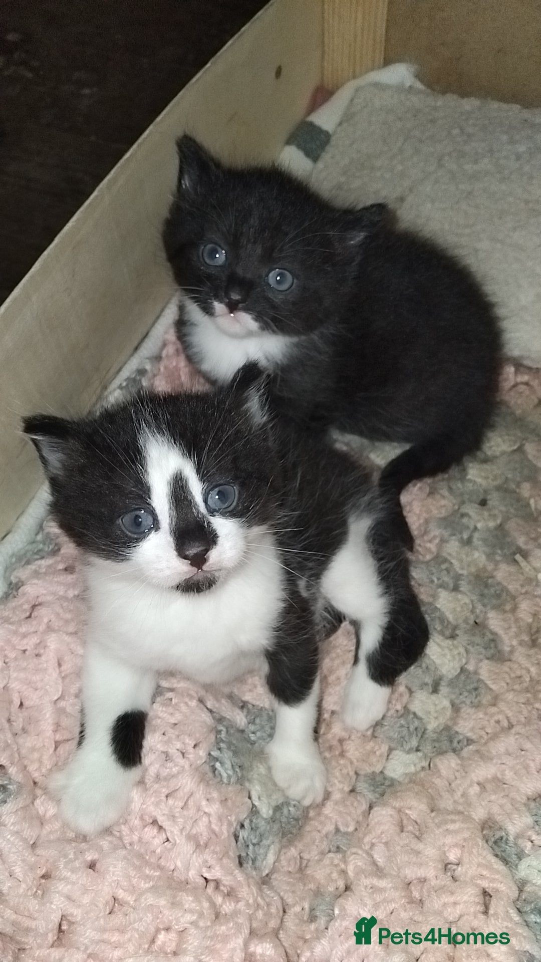 British Shorthair cats for sale: 2 male kittens FREE to Good homes only - Image 1