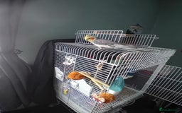 Cockatiels birds for sale: Pair of cockatiels with cage - Image 4
